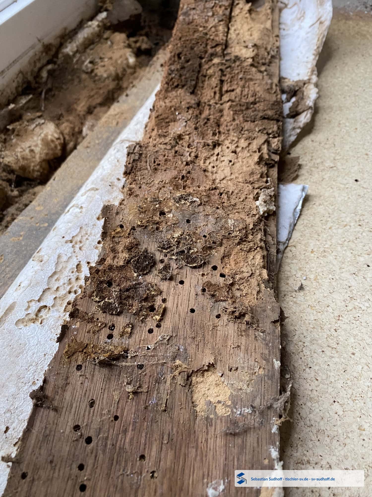 Historisches Eichenholz mit Insektenfraß und mehreren Ausflugöffnungen