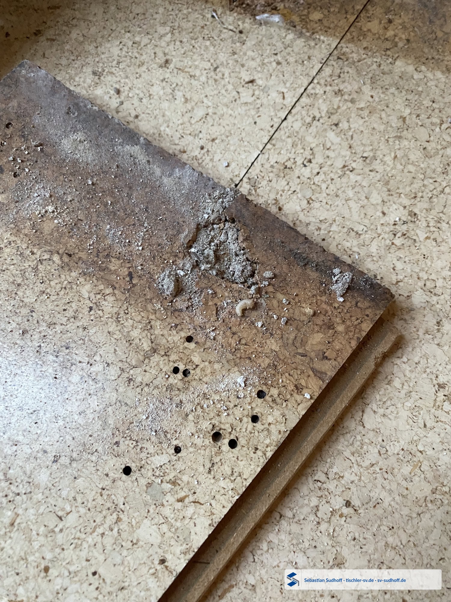Historisches Eichenbrett mit zahlreichen Fraß- und Ausflugöffnungen eines holzzerstörenden Insektenbefalls